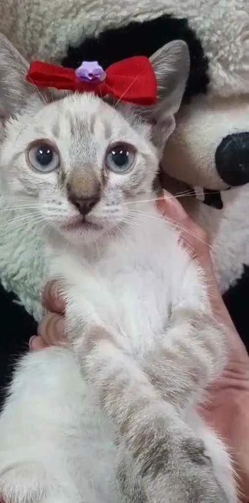 Gato ra a Sem raça definida.  idade Abaixo de 2 meses nome Linda