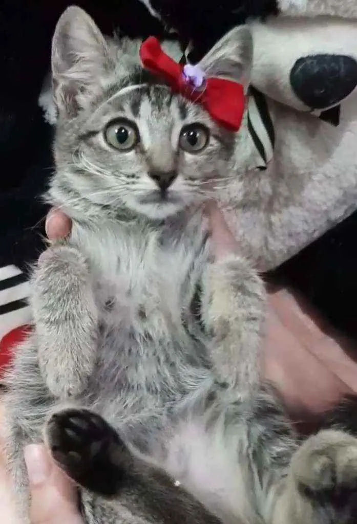 Gato ra a SEM RAÇA DEFINIDA.  idade Abaixo de 2 meses nome Melzinha.
