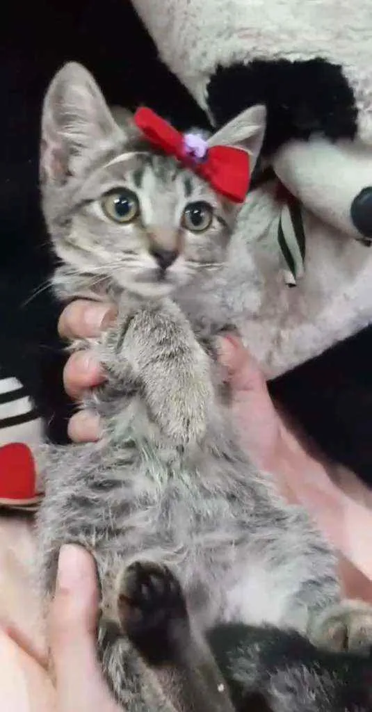 Gato ra a SEM RAÇA DEFINIDA.  idade Abaixo de 2 meses nome Melzinha.