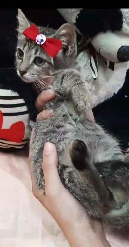 Gato ra a SEM RAÇA DEFINIDA.  idade Abaixo de 2 meses nome Melzinha.