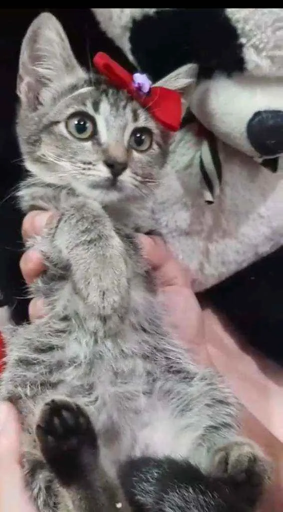 Gato ra a SEM RAÇA DEFINIDA.  idade Abaixo de 2 meses nome Melzinha.
