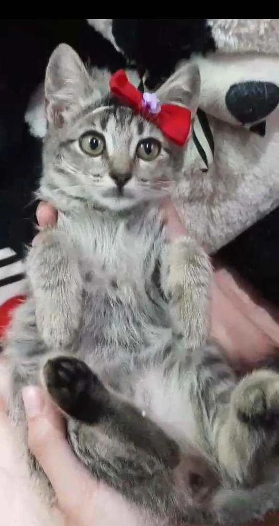 Gato ra a SEM RAÇA DEFINIDA.  idade Abaixo de 2 meses nome Melzinha.