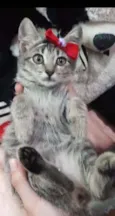 Melzinha.