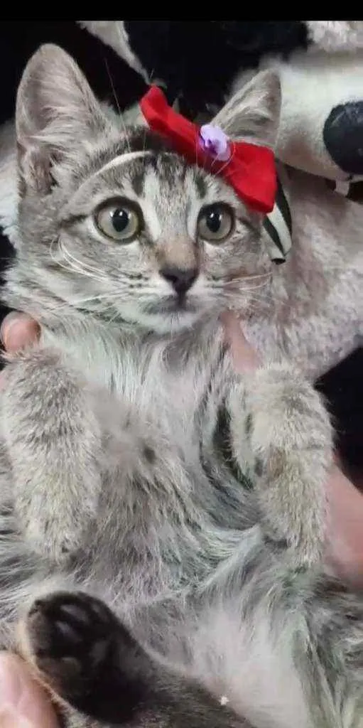 Gato ra a SEM RAÇA DEFINIDA.  idade Abaixo de 2 meses nome Melzinha.