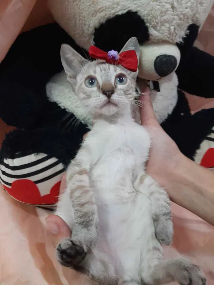 Gato ra a Sem raça definida.  idade Abaixo de 2 meses nome Linda