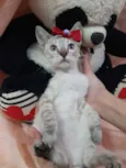 Linda