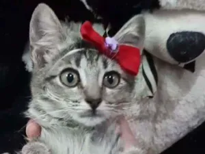 Gato raça SEM RAÇA DEFINIDA.  idade Abaixo de 2 meses nome Melzinha.