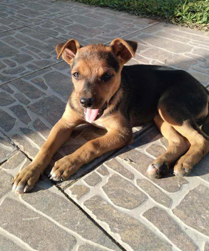 Cachorro ra a Vira lata idade 2 a 6 meses nome Sem nome