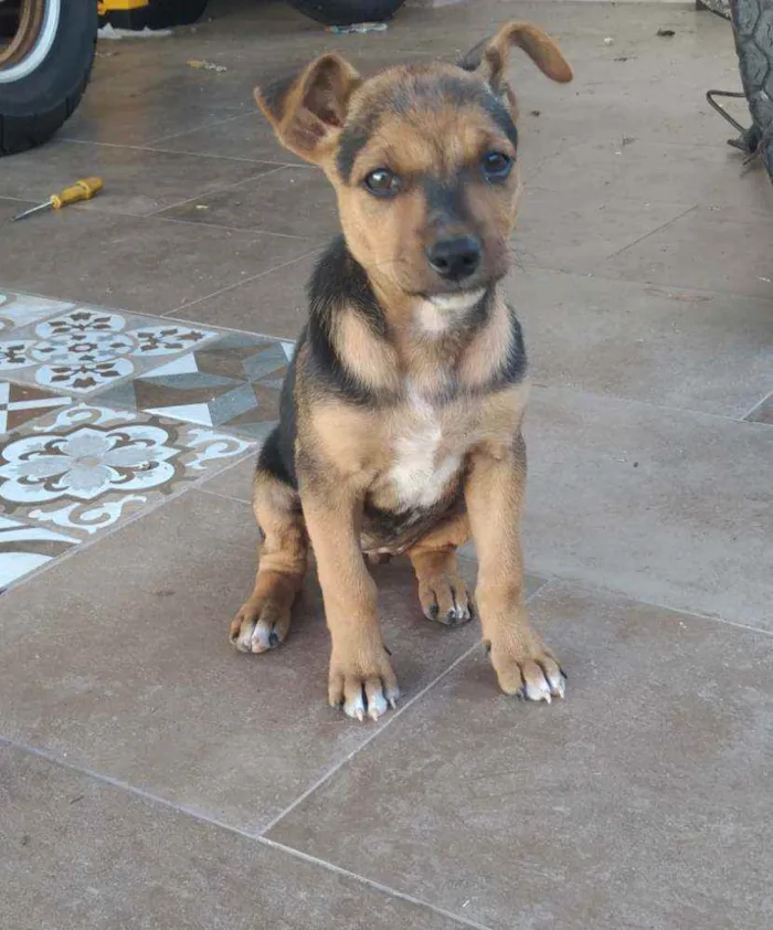 Cachorro ra a Vira lata idade 2 a 6 meses nome Sem nome