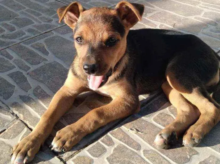 Cachorro ra a Vira lata idade 2 a 6 meses nome Sem nome