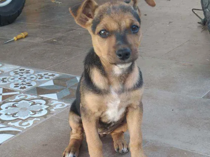 Cachorro ra a Vira lata idade 2 a 6 meses nome Sem nome