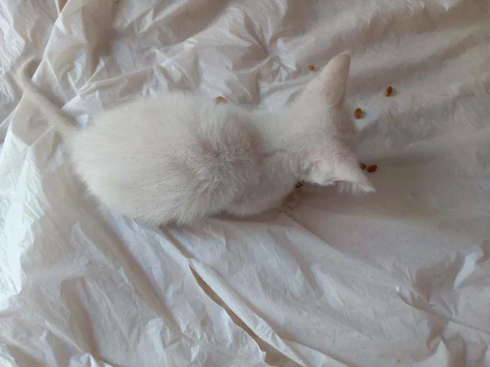 Gato raça Sem raça idade 2 a 6 meses nome Sem nome