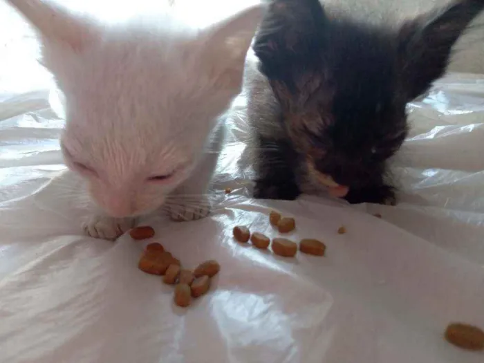 Gato raça Sem raça idade 2 a 6 meses nome Sem nome