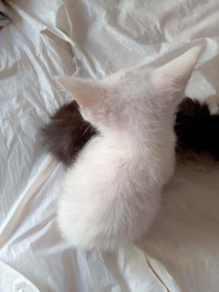 Gato raça Sem raça idade 2 a 6 meses nome Sem nome