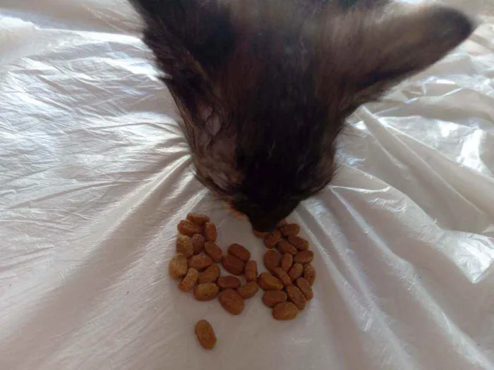 Gato raça Sem raça idade 2 a 6 meses nome Sem nome