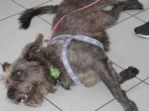 Cachorro raça  idade 2 anos nome Juca 