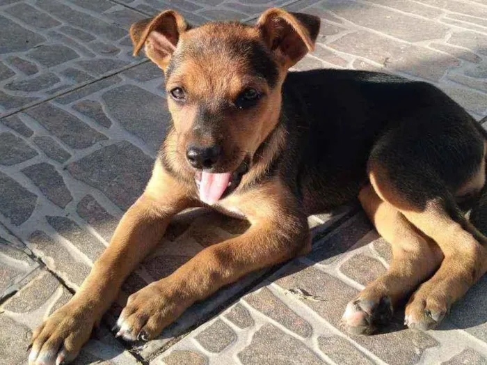 Cachorro ra a Vira lata idade 2 a 6 meses nome Sem nome