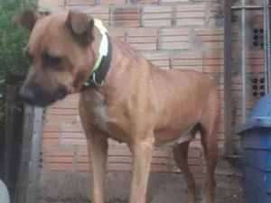 Cachorro raça SRD idade 3 anos nome Carol