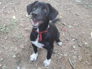 Cachorro raça SRD idade 2 anos nome Meg