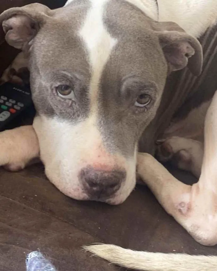 Cachorro ra a Pitbull  idade 3 anos nome Não sei 