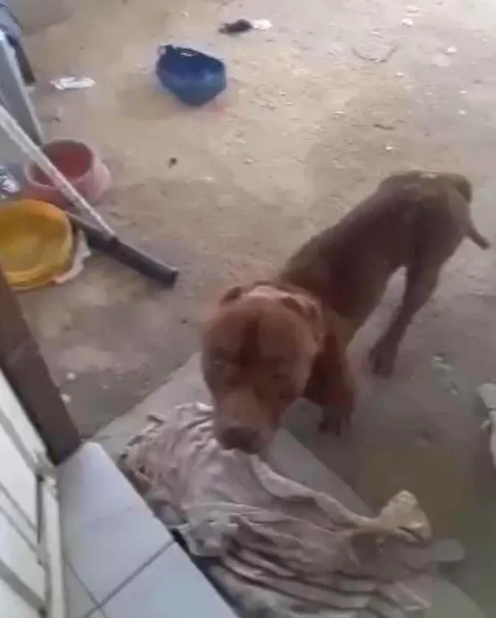 Cachorro ra a Pitbull  idade 3 anos nome Não sei 