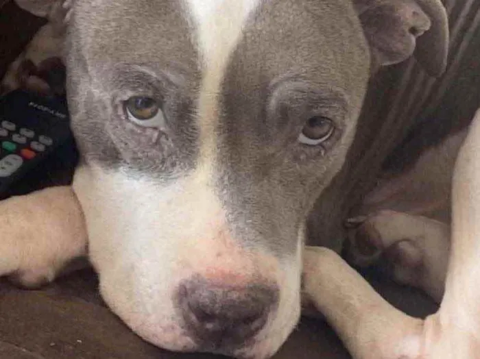 Cachorro ra a Pitbull  idade 3 anos nome Não sei 