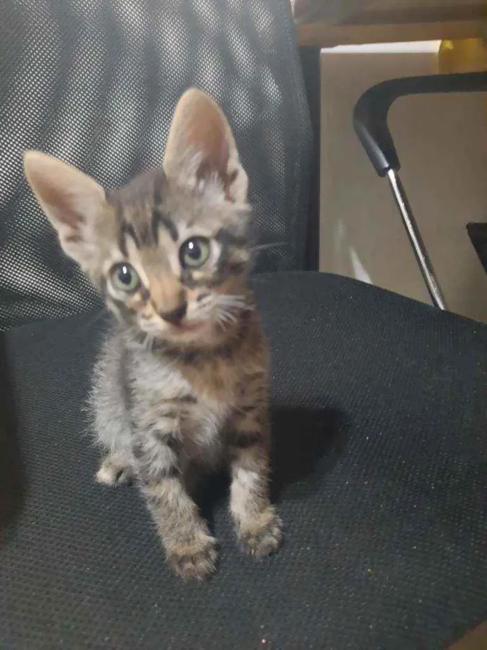 Gato raça S/D  idade 2 a 6 meses nome Tigresa 