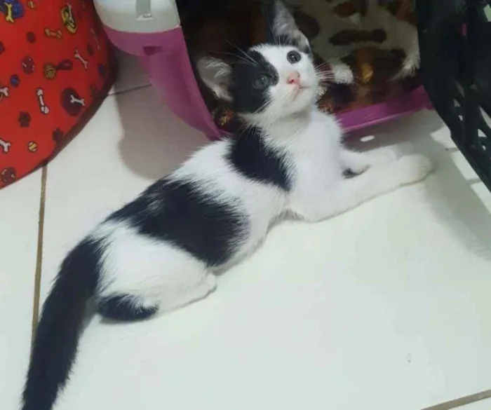 Gato ra a SRD idade 2 a 6 meses nome ...