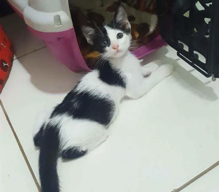 Gato ra a SRD idade 2 a 6 meses nome ...