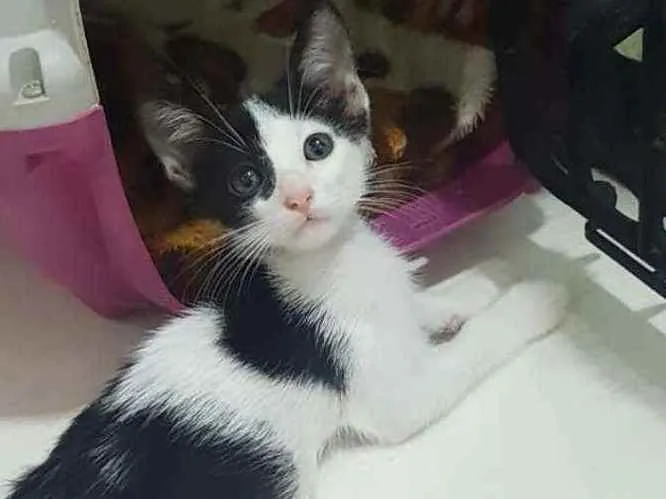 Gato ra a SRD idade 2 a 6 meses nome ...