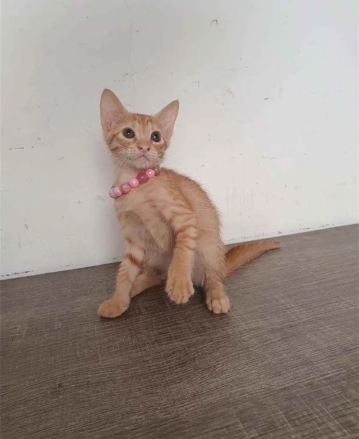 Gato ra a SRD idade 2 a 6 meses nome ........