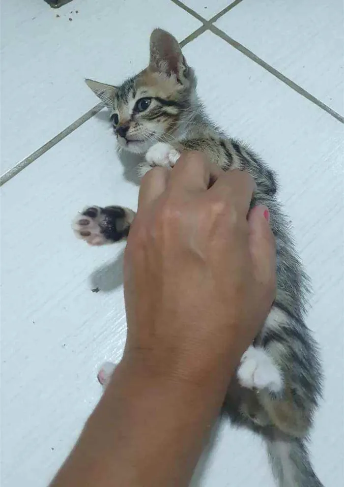 Gato raça SRD idade 2 a 6 meses nome .......