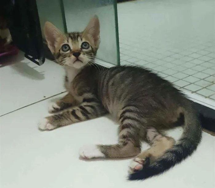 Gato raça SRD idade 2 a 6 meses nome .......