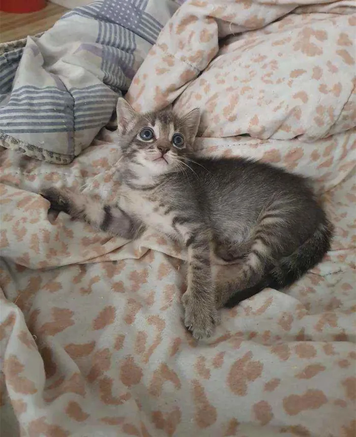 Gato raça SRD idade 2 a 6 meses nome .......