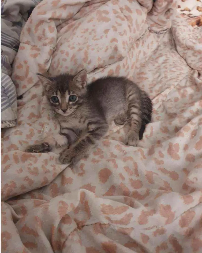 Gato raça SRD idade 2 a 6 meses nome .......