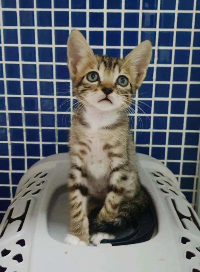 Gato raça SRD idade 2 a 6 meses nome .......