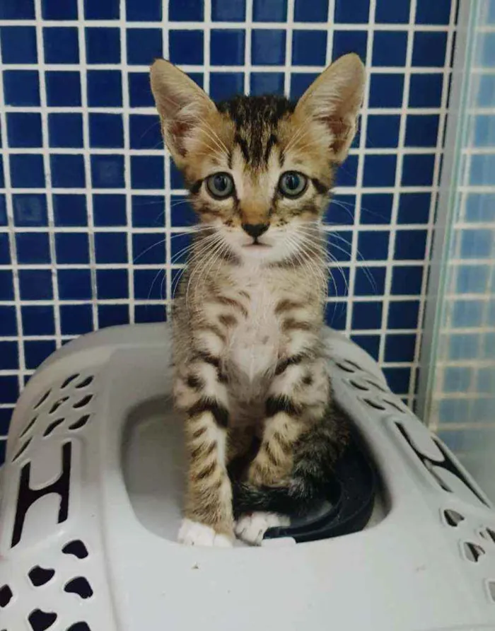 Gato raça SRD idade 2 a 6 meses nome .......