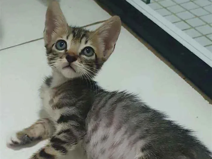 Gato raça SRD idade 2 a 6 meses nome .......