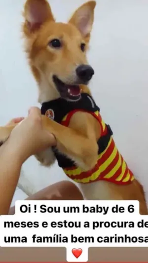 Cachorro raça Não sei  idade 2 a 6 meses nome Rauff