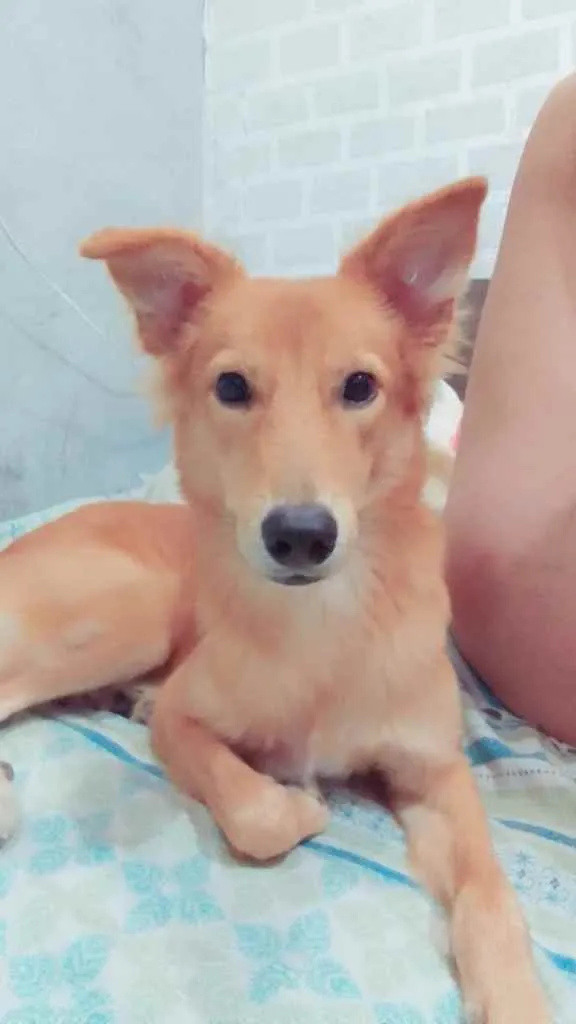 Cachorro ra a Não sei  idade 2 a 6 meses nome Rauff