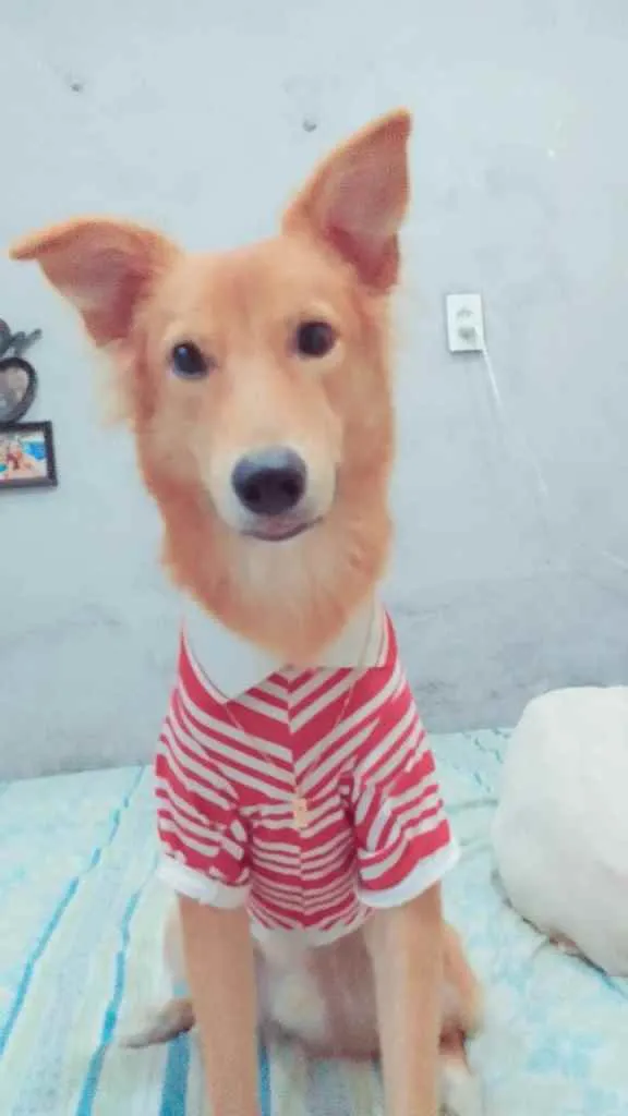 Cachorro ra a Não sei  idade 2 a 6 meses nome Rauff