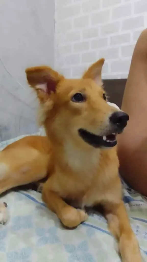 Cachorro ra a Não sei  idade 2 a 6 meses nome Rauff