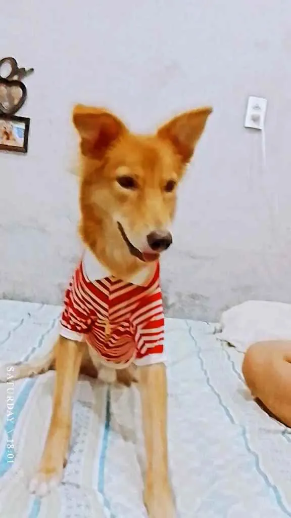 Cachorro ra a Não sei  idade 2 a 6 meses nome Rauff