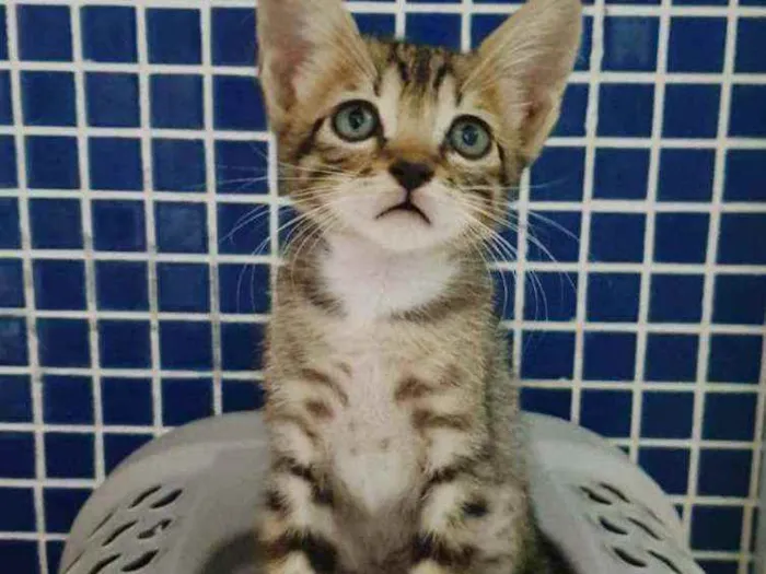 Gato raça SRD idade 2 a 6 meses nome .......