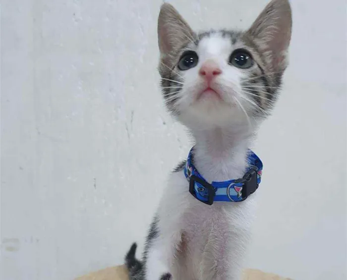 Gato ra a SRD idade 2 a 6 meses nome ........