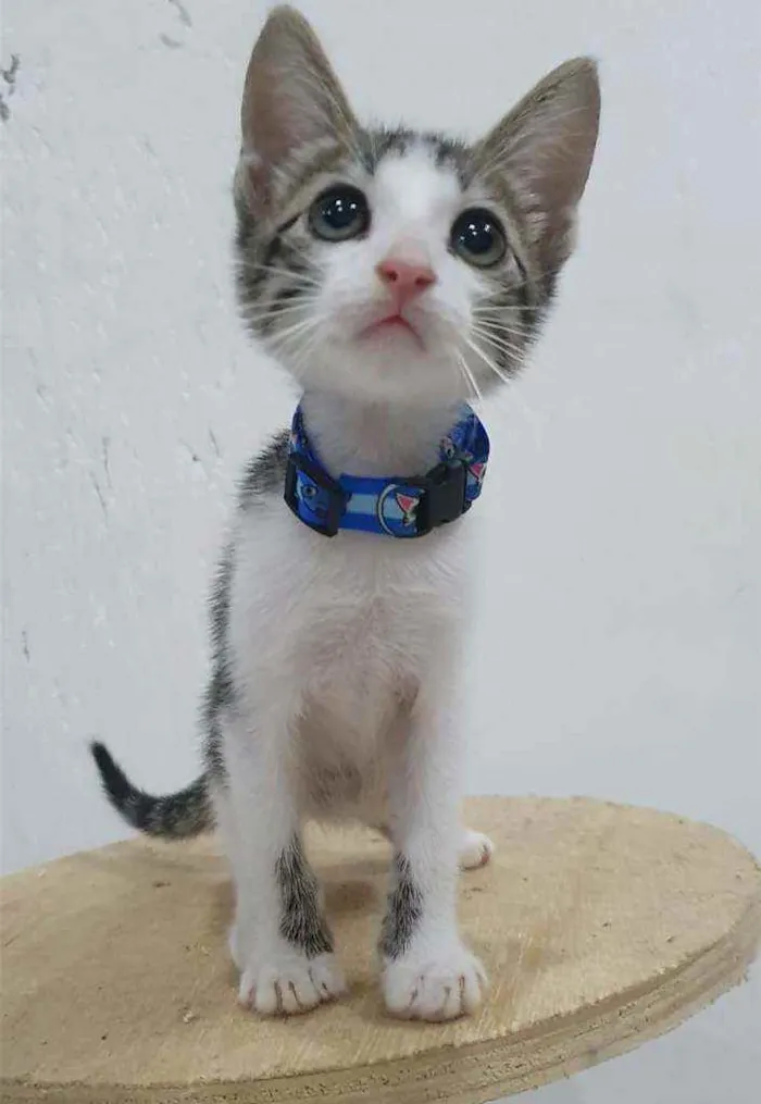 Gato ra a SRD idade 2 a 6 meses nome ........