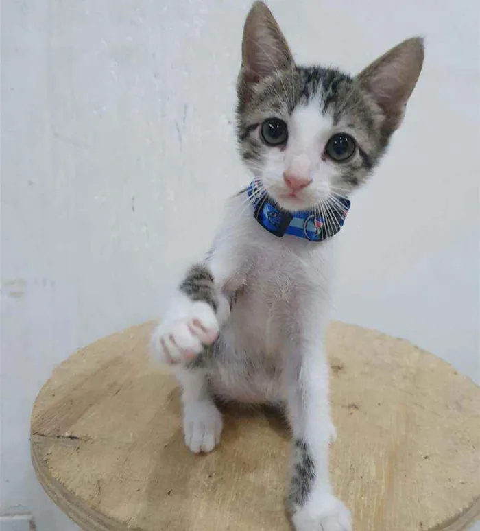 Gato ra a SRD idade 2 a 6 meses nome ........