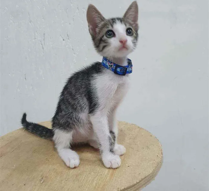 Gato ra a SRD idade 2 a 6 meses nome ........