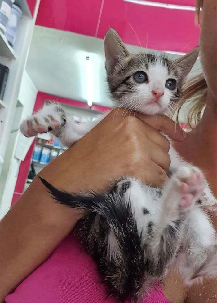 Gato ra a SRD idade 2 a 6 meses nome ........