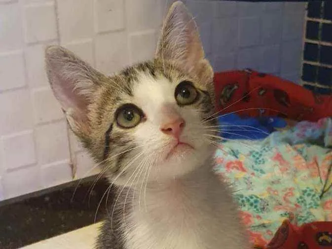 Gato ra a SRD idade 2 a 6 meses nome ........